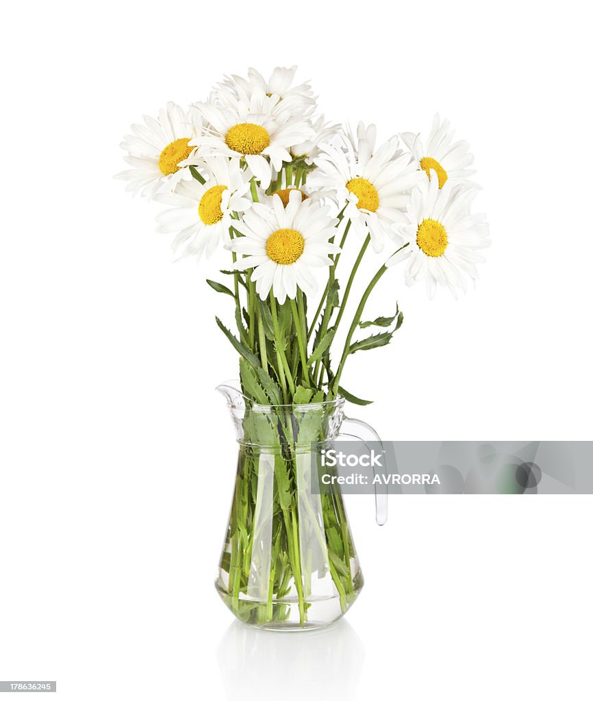Piękny duży rumianek kwiaty w szklane naczynie pojedyncze - Zbiór zdjęć royalty-free (Bez ludzi)