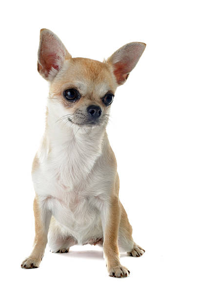 istock puppy chihuahua 178636256