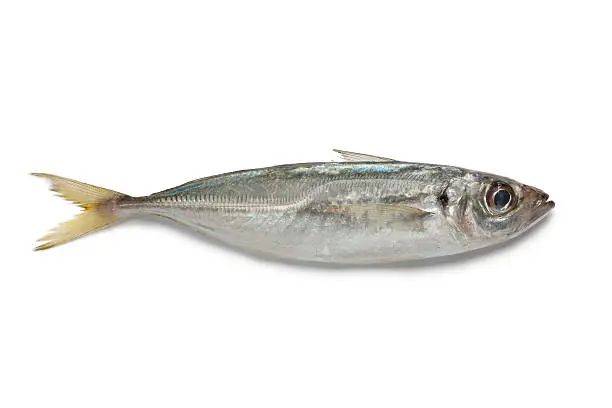 Single Atlantic horse mackerel on white background