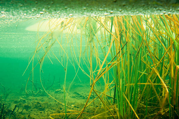 lámina de la hierba en el hielo en congelado charca de castor - frozen cold lake reed fotografías e imágenes de stock