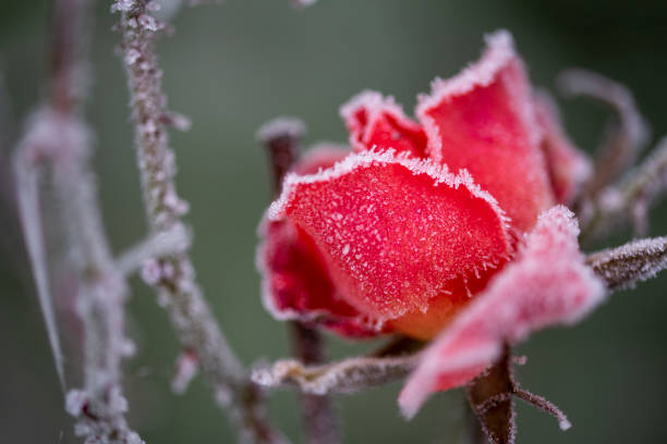 istock blooming rose, covered with white frost 1786364608