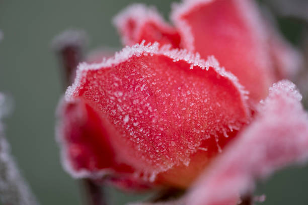 istock blooming rose, covered with white frost 1786366195