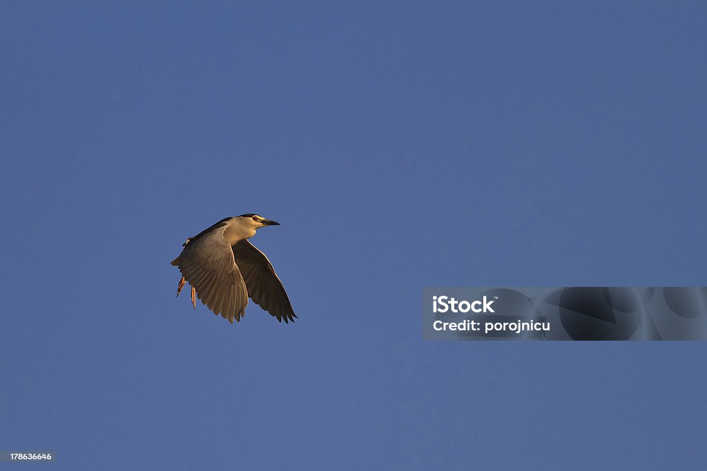 black crowned night heron black crowned night heron (nycticorax nycticorax) in flight Animal Stock Photo