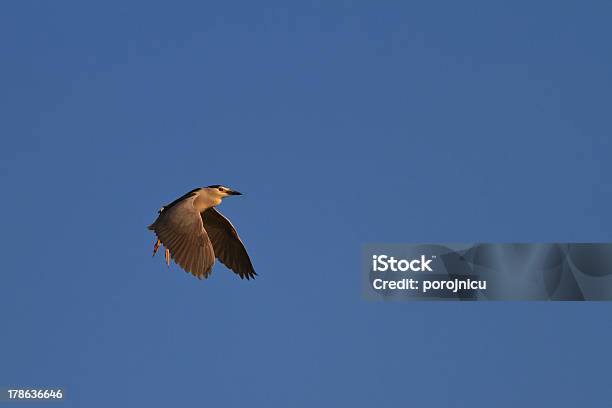 Black Crowned Night Heron Stock Photo - Download Image Now - Animal, Animal Body Part, Animal Wildlife