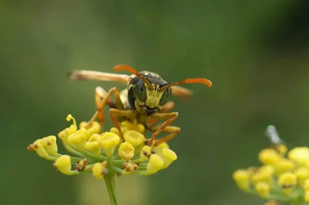 A macro shot of a french paperwasp on an unopened Tansy flower