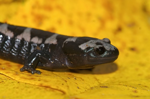 A closeup shot of an adult black and white North American Marbled salamander on a yellow leaf