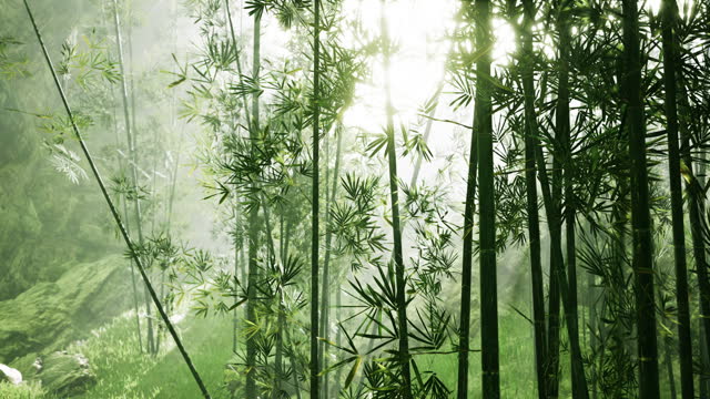 Fresh nature and Greeny tropical bamboo forest