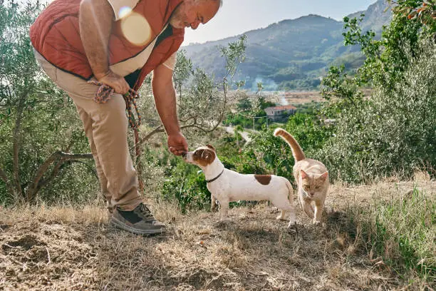 Photo of Mature gray haired man spending time outdoors with his cat and small cute Jack Russell Terrier in mountain nature.