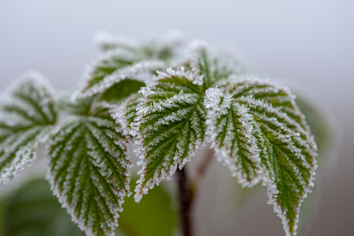 Branches of a shrub with leaves covered with crystals of frost on a natural background of dry grass. Soft selective focus. A fresh frosty morning in may or the last days of winter.