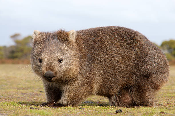 wombat primer plano - wombat animal mammal marsupial fotografías e imágenes de stock