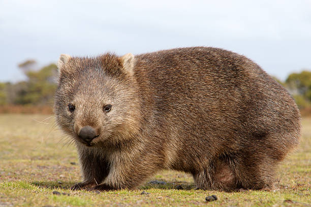 A furry wombat close-up outdoors "Close up of wombat in Narawntapu national park, Australia" marsupial photos stock pictures, royalty-free photos & images