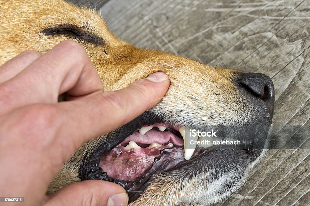 Inspeccionar os dentes de cão - Royalty-free Afiado Foto de stock
