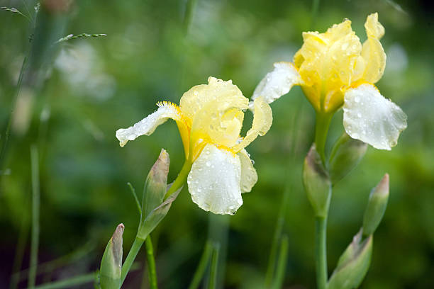 yellow iris flower stock photo