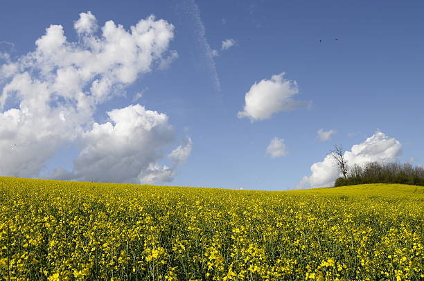 istock Yellow field of colza 178637336