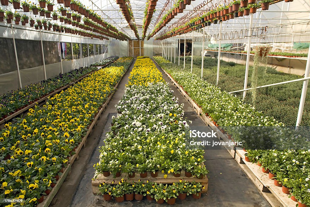Gewächshaus mit Blumen - Lizenzfrei Bewässern Stock-Foto