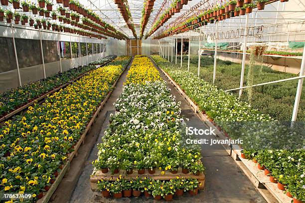 Gewächshaus Mit Blumen Stockfoto und mehr Bilder von Bewässern - Bewässern, Bewässerungsanlage, Blatt - Pflanzenbestandteile