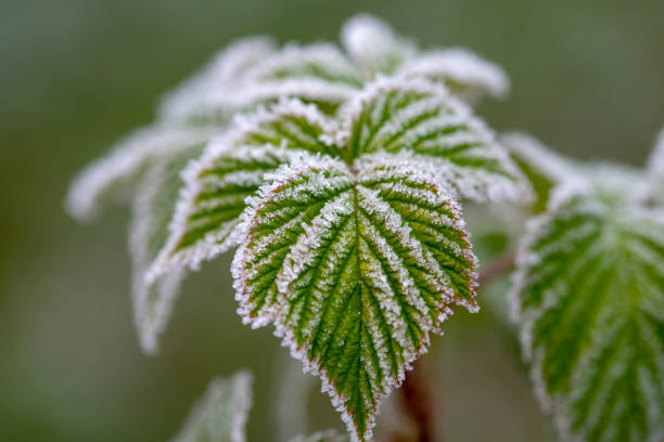 Äste bedeckt mit Frost – Foto