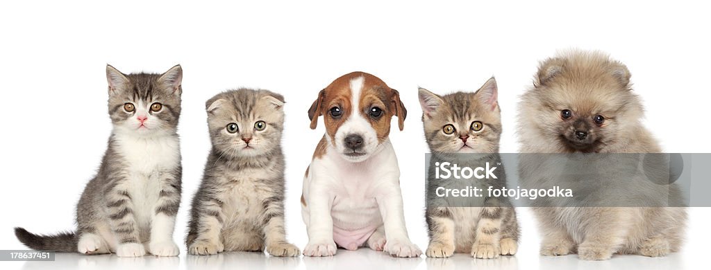 Gruppe von Kätzchen und Welpen auf weißem Hintergrund - Lizenzfrei Hauskatze Stock-Foto