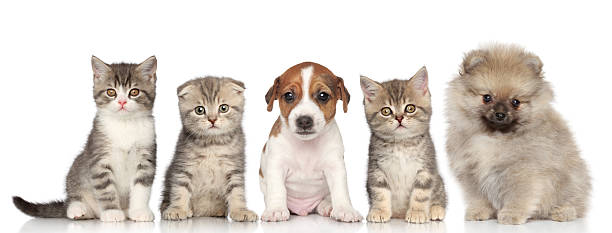 istock Group of kittens and puppies on a white background 178637451