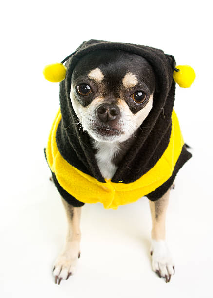istock Cute Chihuahua Honey Bee 178637489