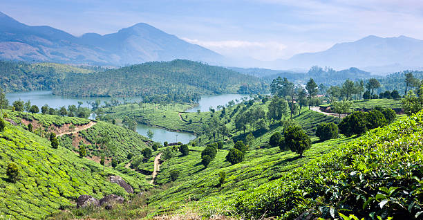 istock Tea plantation, lakes, hills, Munnar, Kerala, India 178637492