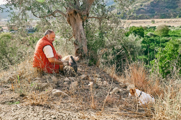 istock Mature gray haired man spending time outdoors with his tabby cat and small cute Jack Russell Terrier in mountain nature. 1786375439