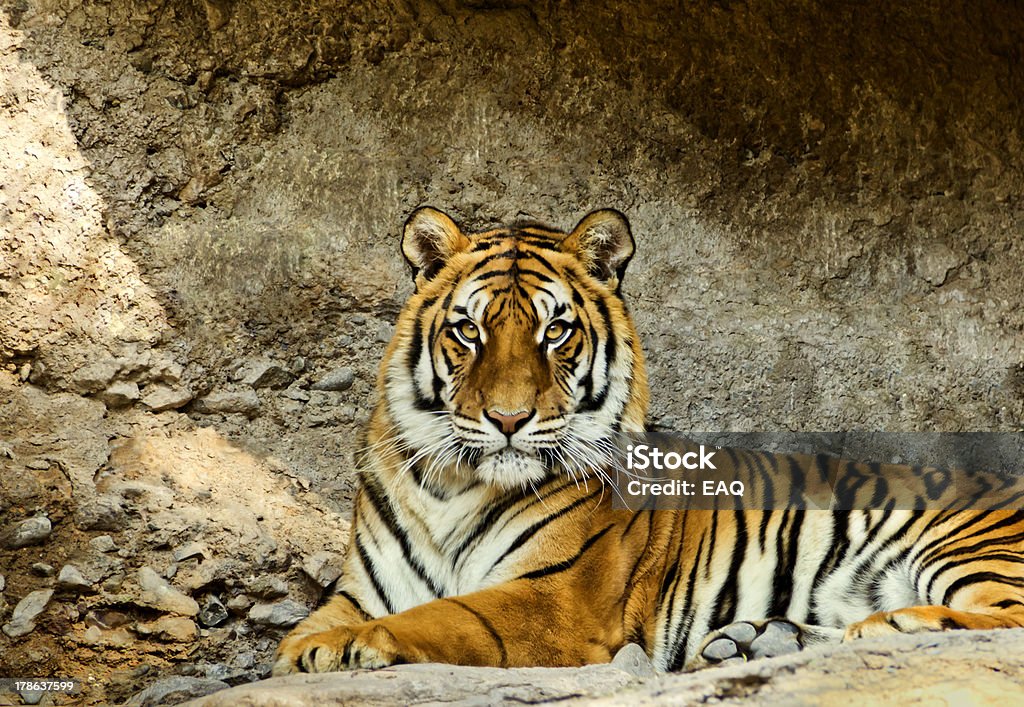 Tiger - Lizenzfrei Klaue Stock-Foto