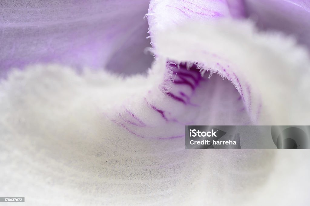 Weiße Orchidee extreme Nahaufnahme - Lizenzfrei Abstrakt Stock-Foto