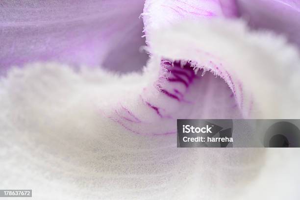 Weiße Orchidee Extreme Nahaufnahme Stockfoto und mehr Bilder von Abstrakt - Abstrakt, Blume, Blütenblatt