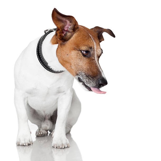 istock dog bowl hungry meal eat 178637715