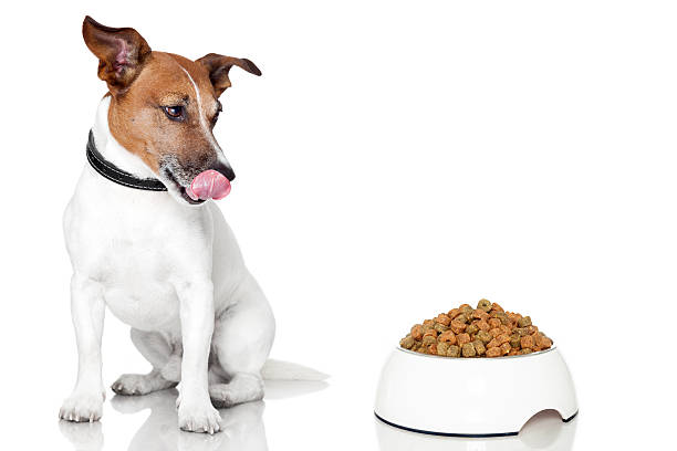 Hungry dog licking chops looking at a bowl of dog food dog bowl hungry meal eating animal mouth stock pictures, royalty-free photos & images