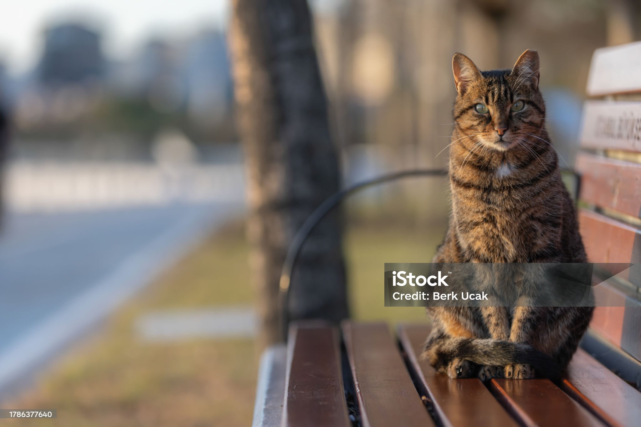 tabby-stray-cat.jpg