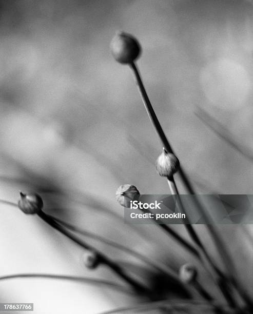 Detail Of Chive Herbs Stock Photo - Download Image Now - Allium Flower, Chive, Food and Drink