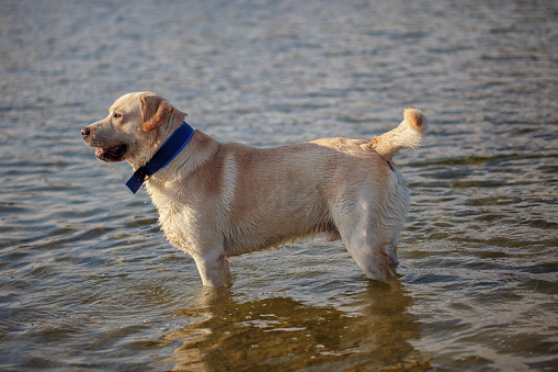 Portrait of a black Labrador standing in a river