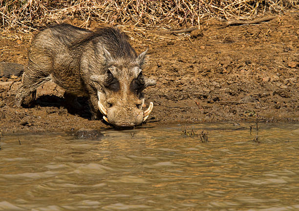 Large african warthog male drinking from a waterhole stock photo