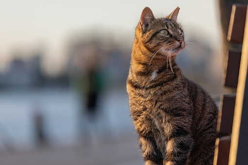 Tabby stray cat is standing on public park bench.