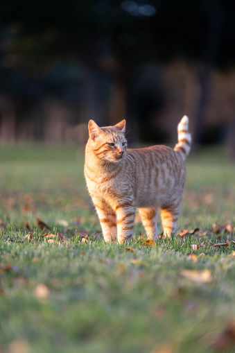 Ginger stray cat is looking away at public park.