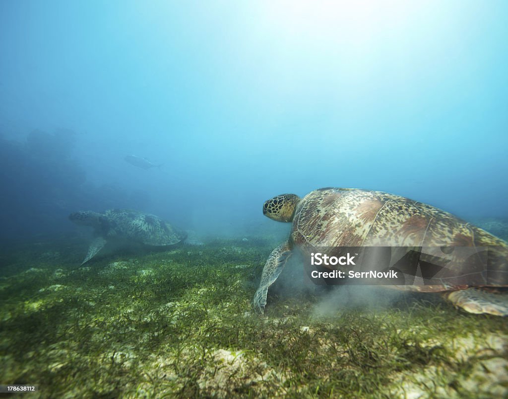 Pareja tortugas en agua profunda - Foto de stock de Agua libre de derechos