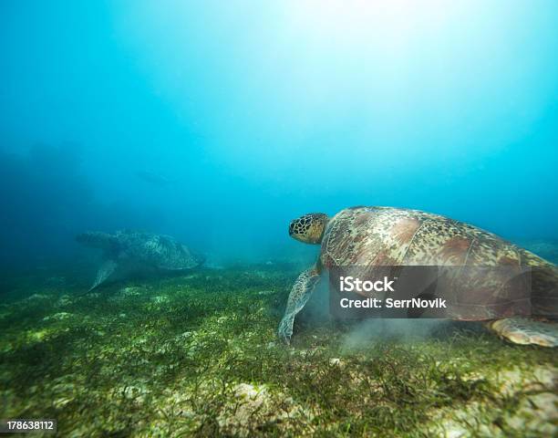 Photo libre de droit de Couple De Tortues Dans De Leau banque d'images et plus d'images libres de droit de Animaux à l'état sauvage - Animaux à l'état sauvage, Au fond de l'océan, Baie - Eau