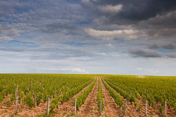 sancerre winnic - cher france village centre zdjęcia i obrazy z banku zdjęć