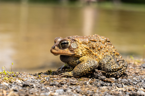 Close-up of American Toad sitting on the side of a pond in Spring.