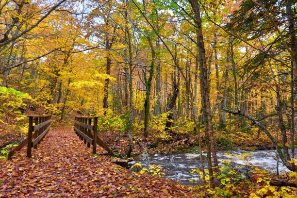 istock Majestic Canadian Forest in Fall 1786386392