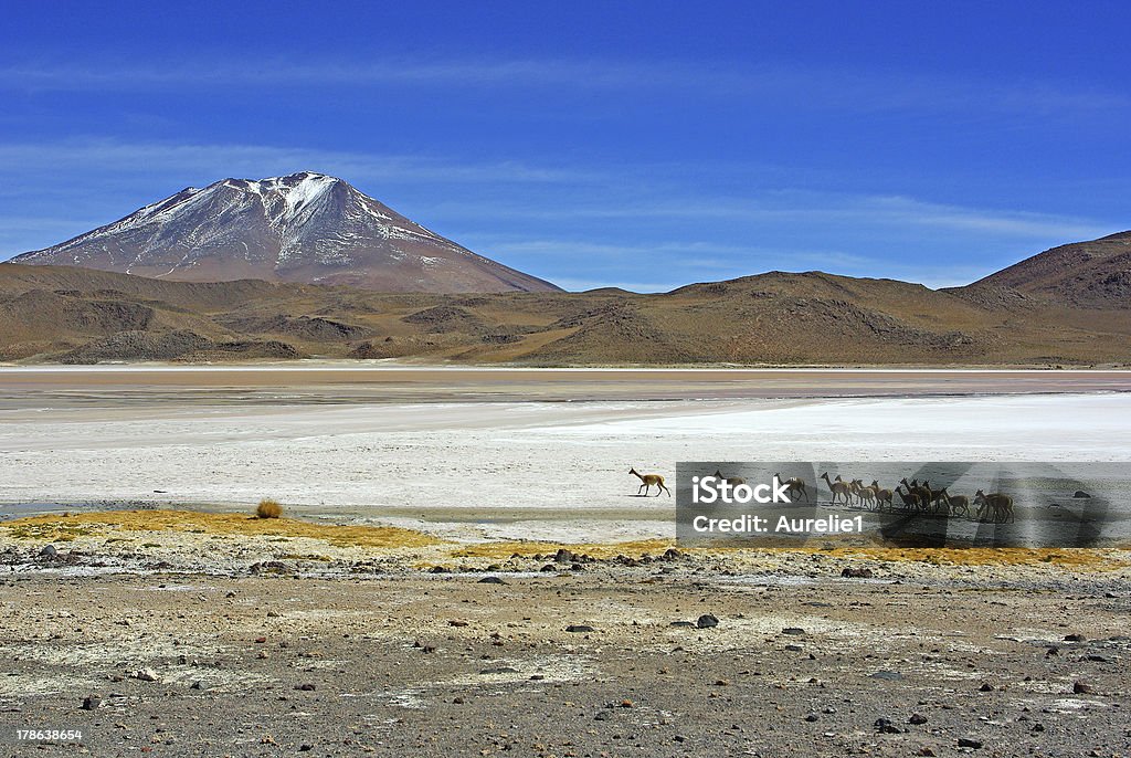 Vicunas in the Altiplano "Vicunas walking on the icy lagunas of the Altiplano, Bolivia" Altiplano Stock Photo