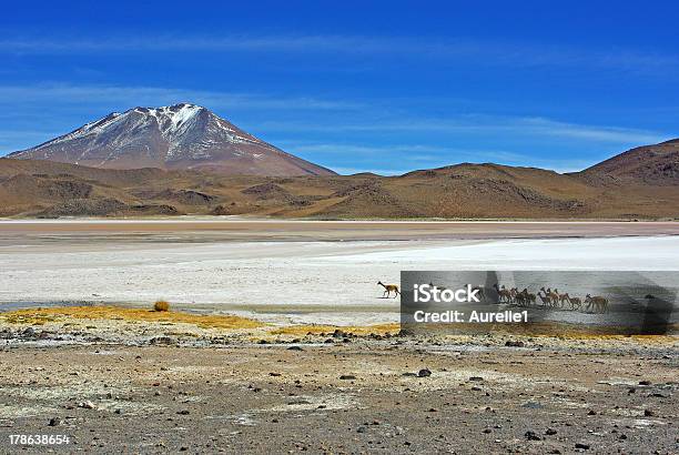 Vicunas In The Altiplano Stock Photo - Download Image Now - Altiplano, Animal, Bolivia