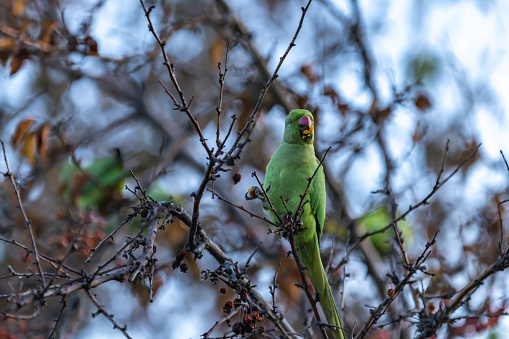 Green parrots are feeding on the tree