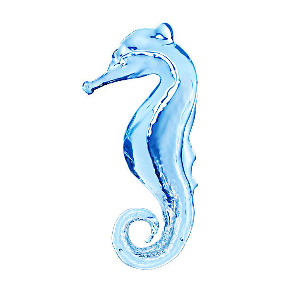 Mummified Sea Horse (seahorse) isolated on white.