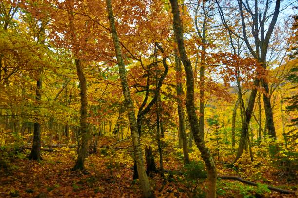 istock Majestic Canadian Forest in Fall 1786387462