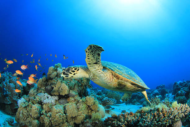 istock Sea Turtle on Coral Reef 178638764
