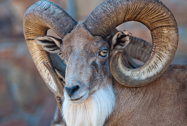 istock Bighorn sheep posing for portrait 178638783