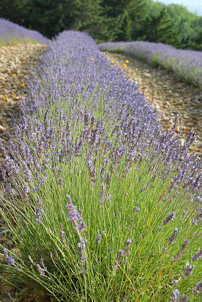 istock Detail of lavender fields in Tuscany 178638880